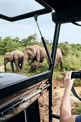 Yala Safari