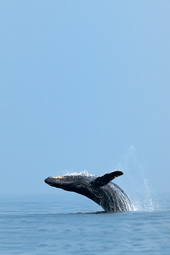 Whale Watching