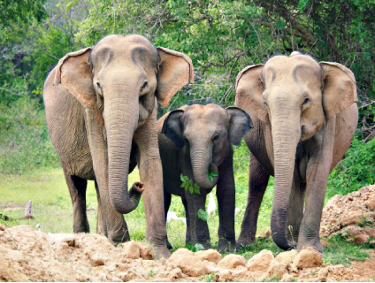 Yala national park